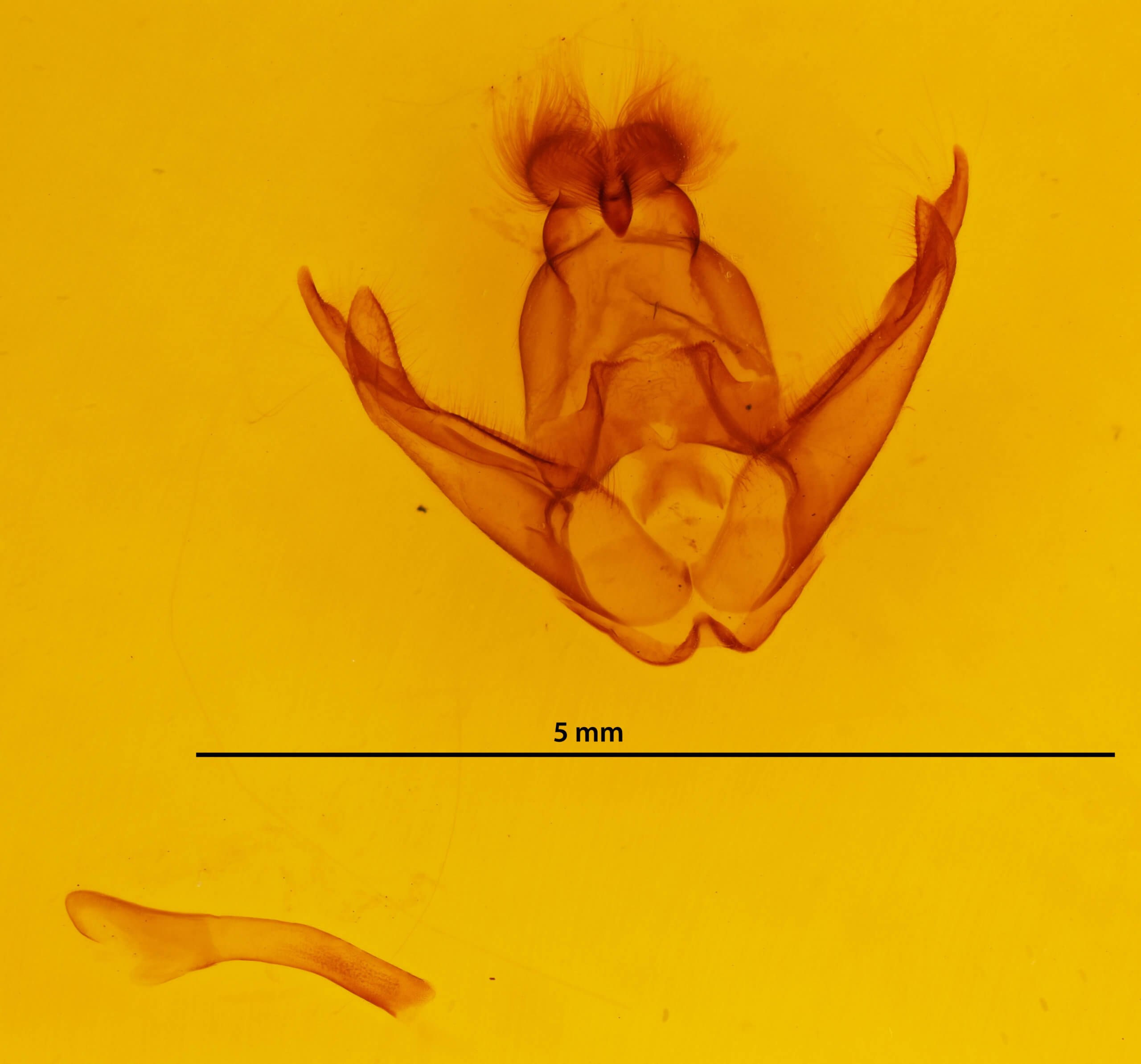 genitalia view of adult Pseudohemihyalea ambigua
