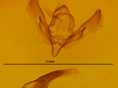 genitalia view of adult Agrotis orthogonia