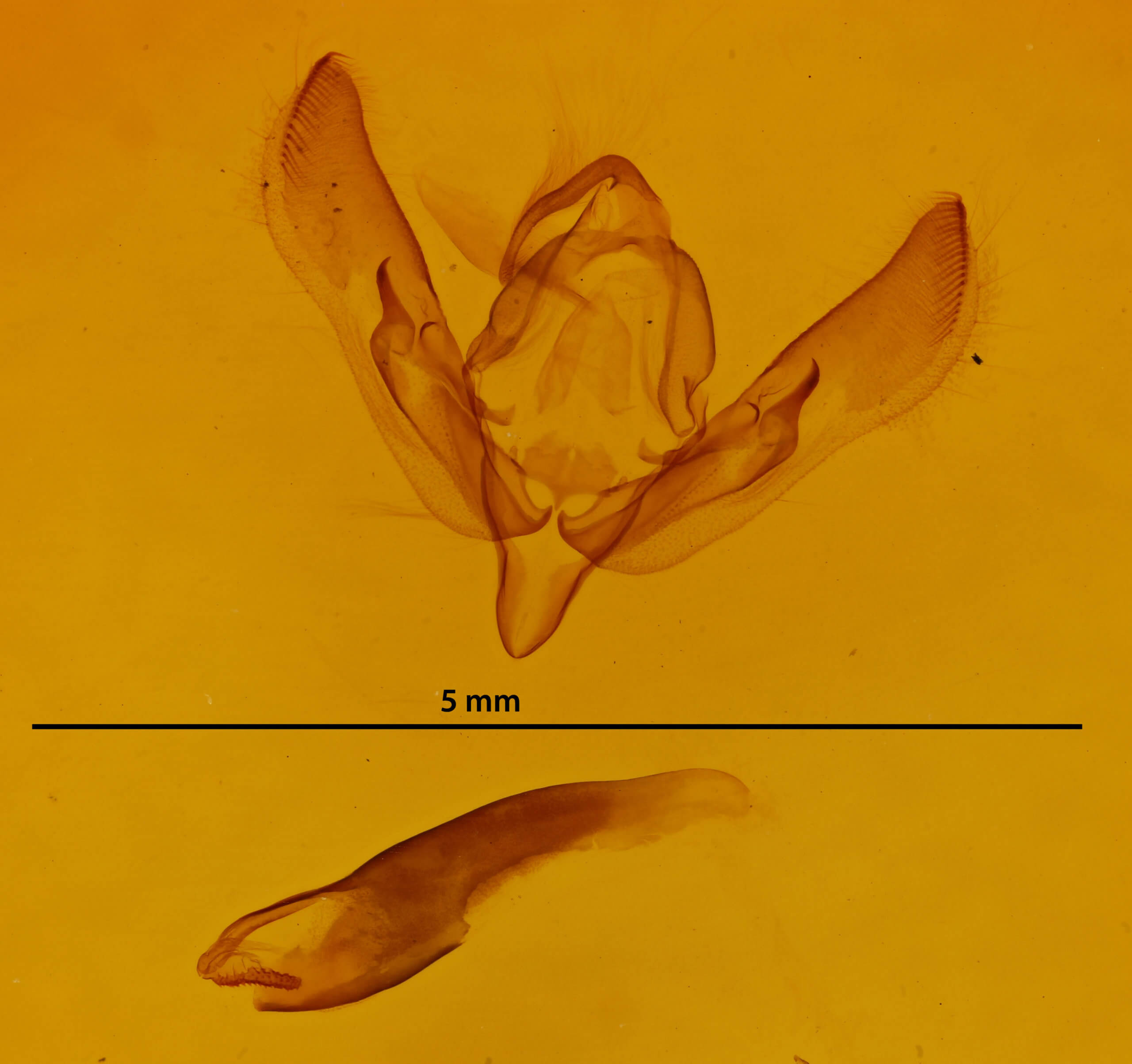genitalia view of adult Agrotis orthogonia