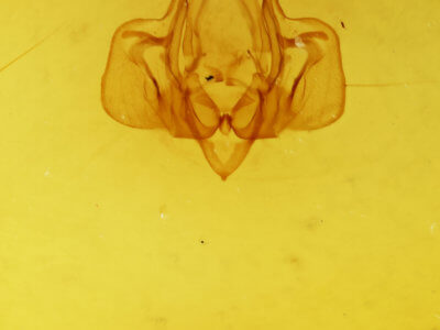 genitalia view of adult Mythimna moorei
