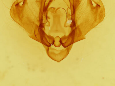 genitalia view of adult Mythimna argentivena