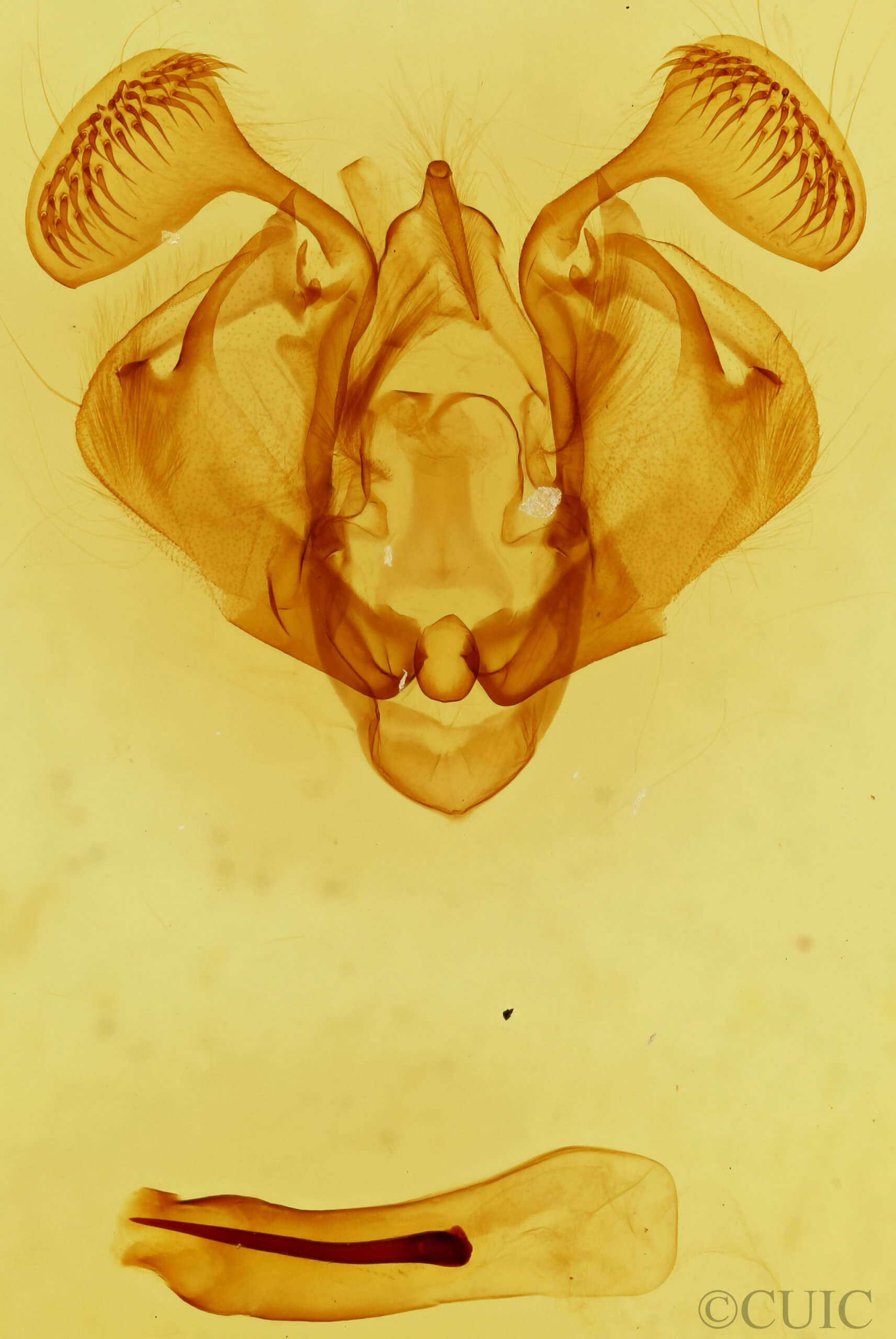 genitalia view of adult Mythimna argentivena