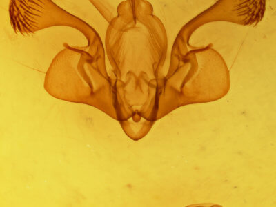 genitalia view of adult Mythimna brunneicoccinea