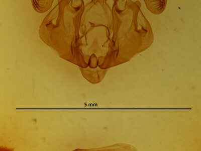 genitalia view of adult Mythimna cuneolata
