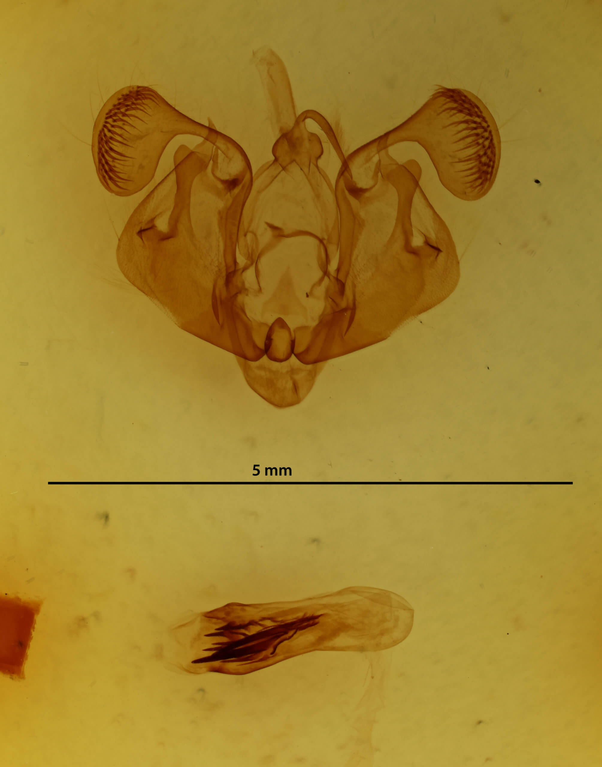 genitalia view of adult Mythimna cuneolata