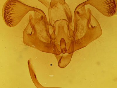 genitalia view of adult Mythimna fasciata