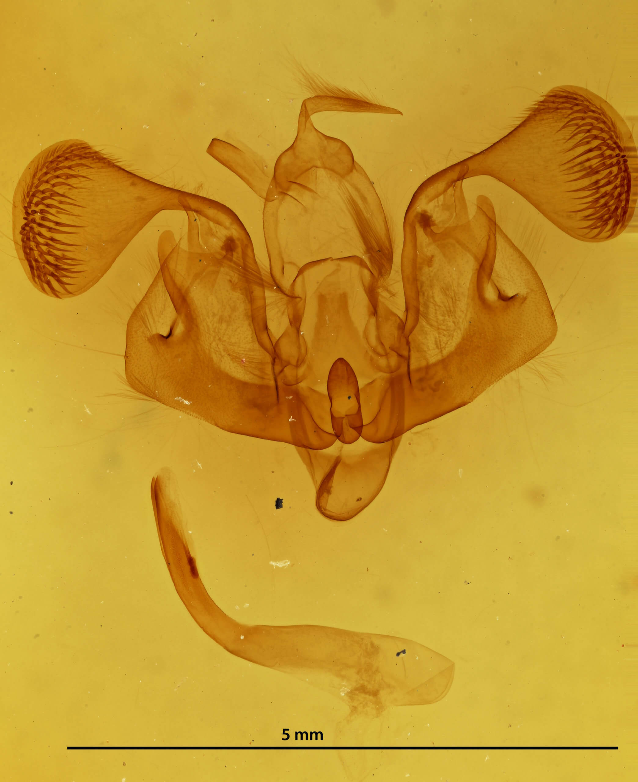 genitalia view of adult Mythimna fasciata