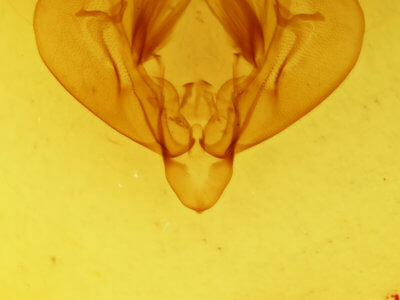 genitalia view of adult Mythimna franclemonti