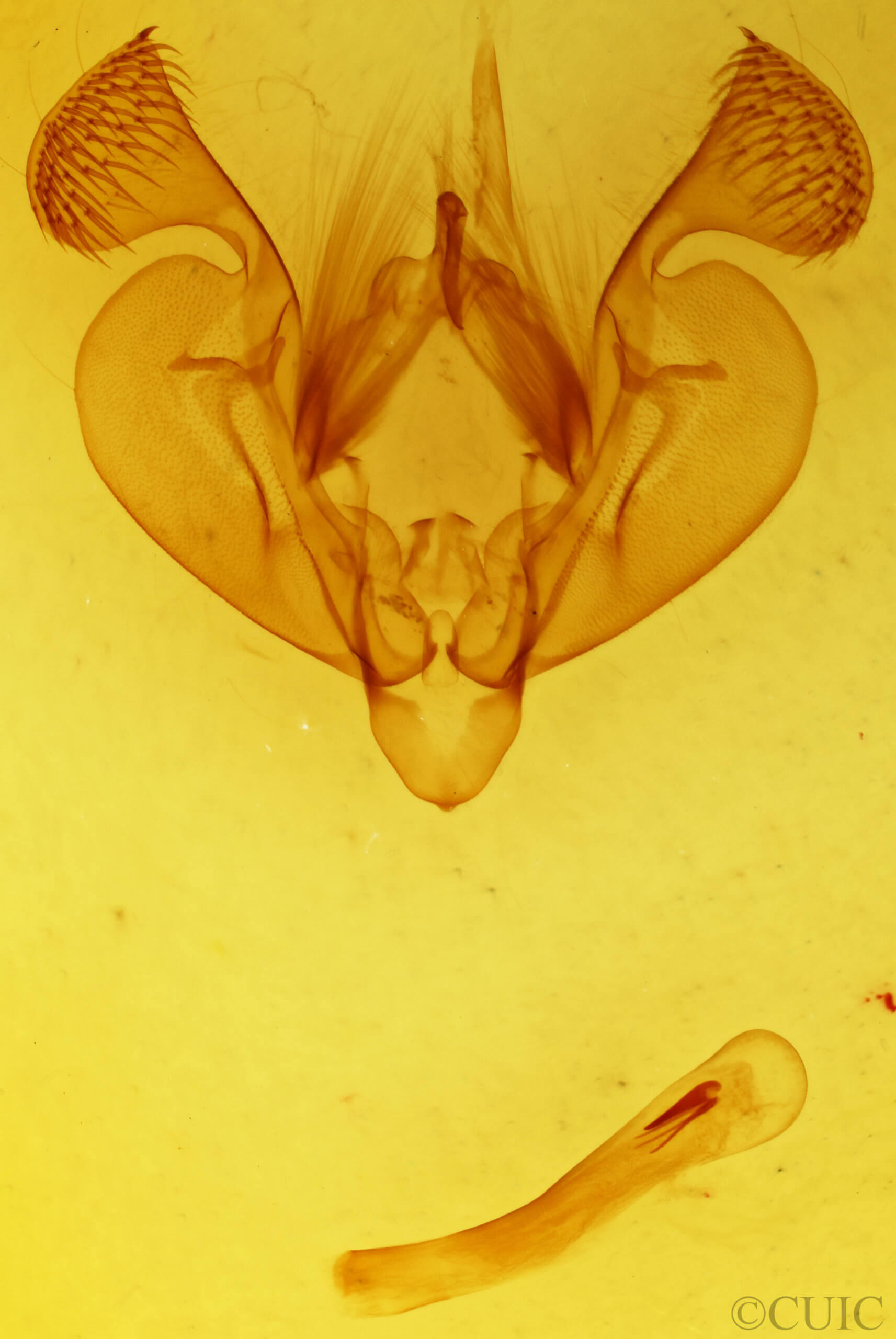 genitalia view of adult Mythimna franclemonti