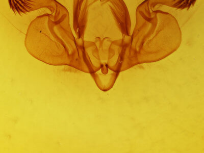 genitalia view of adult Mythimna lipara