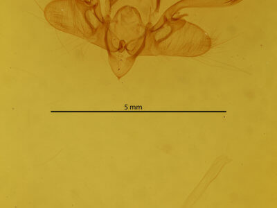 genitalia view of adult Mythimna pakdala