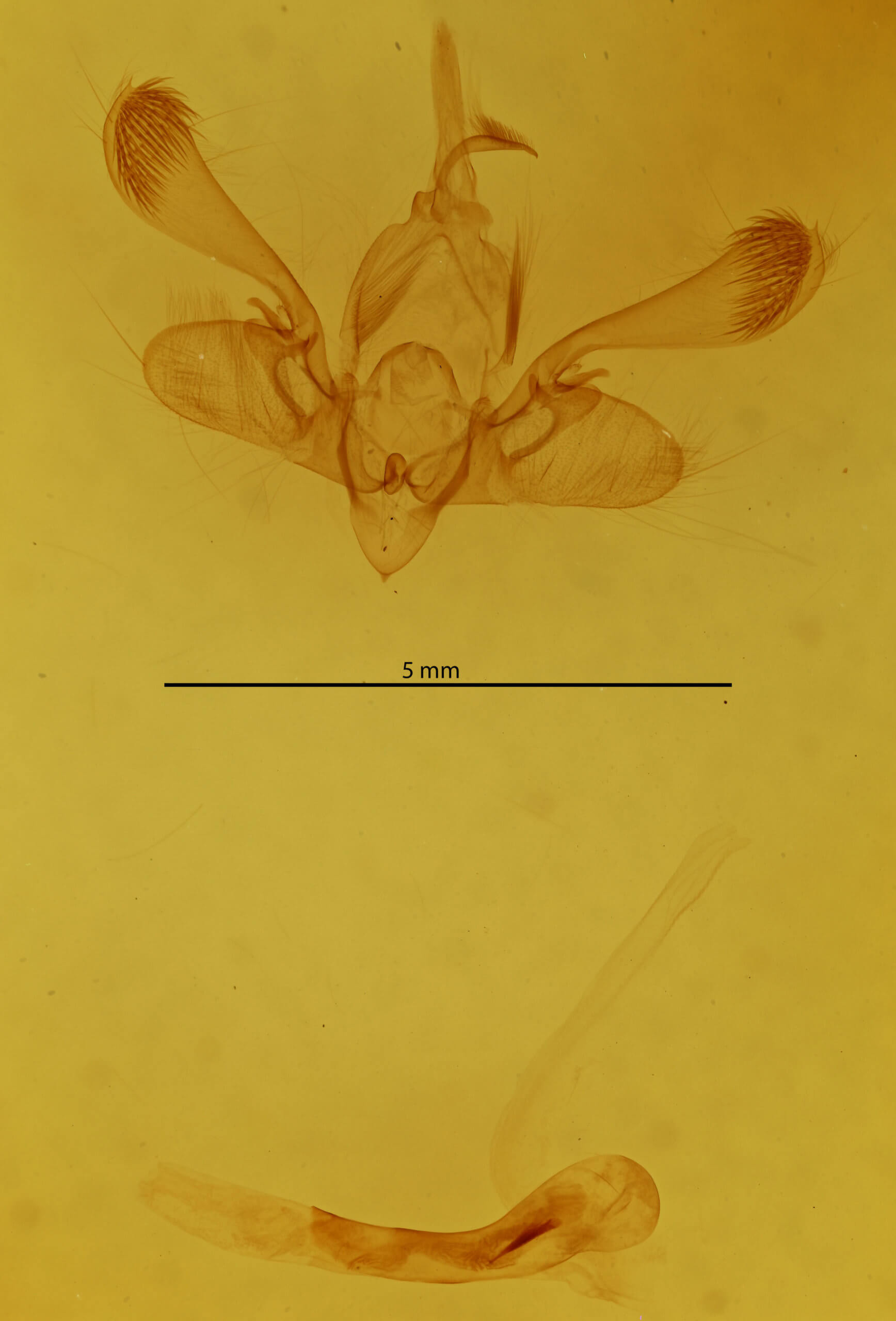 genitalia view of adult Mythimna pakdala