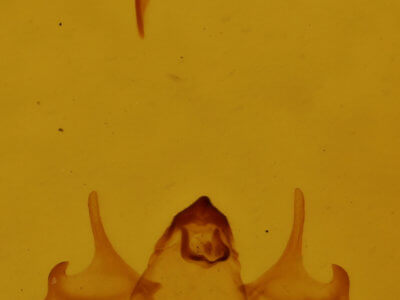 genitalia view of adult Alsophila pometaria