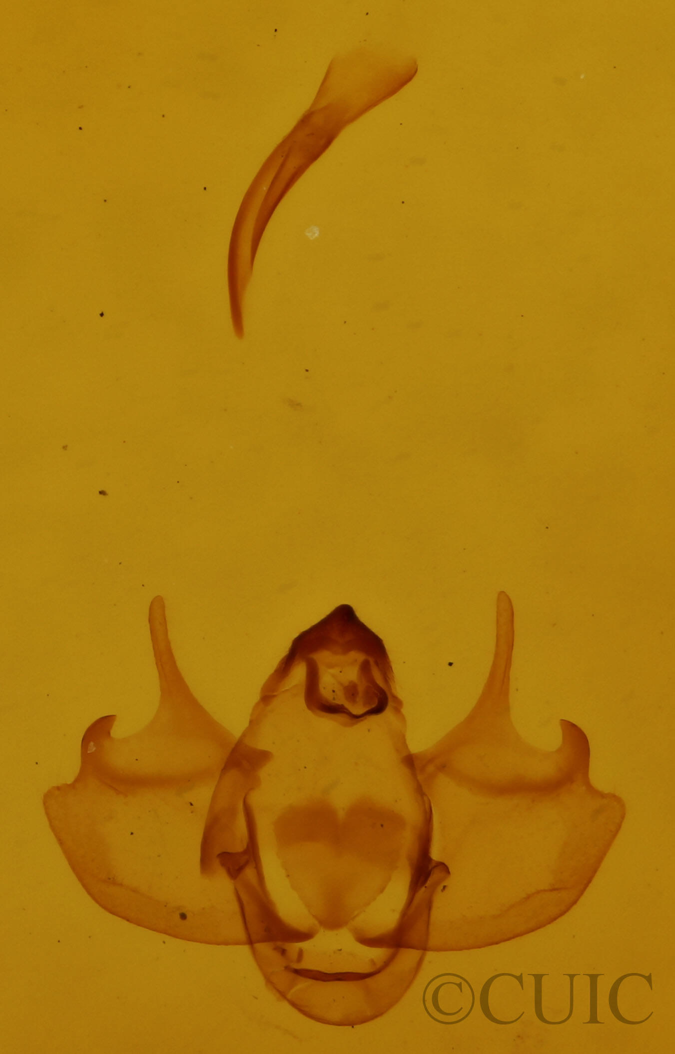 genitalia view of adult Alsophila pometaria