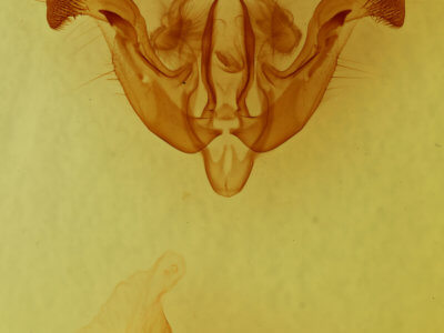 genitalia view of adult Amphipoea interoceanica