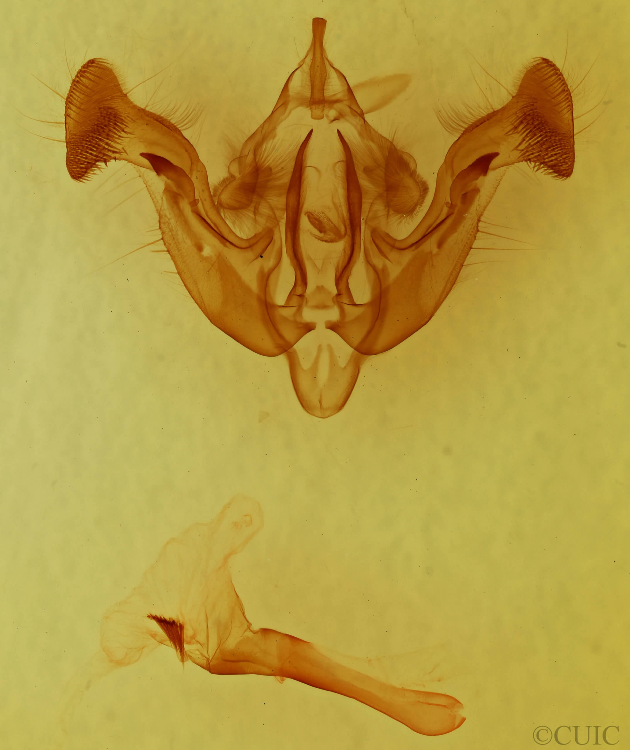 genitalia view of adult Amphipoea interoceanica