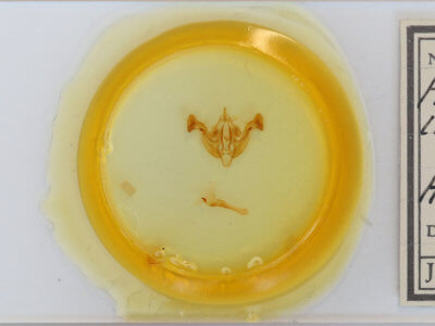 slide view of adult Amphipoea interoceanica