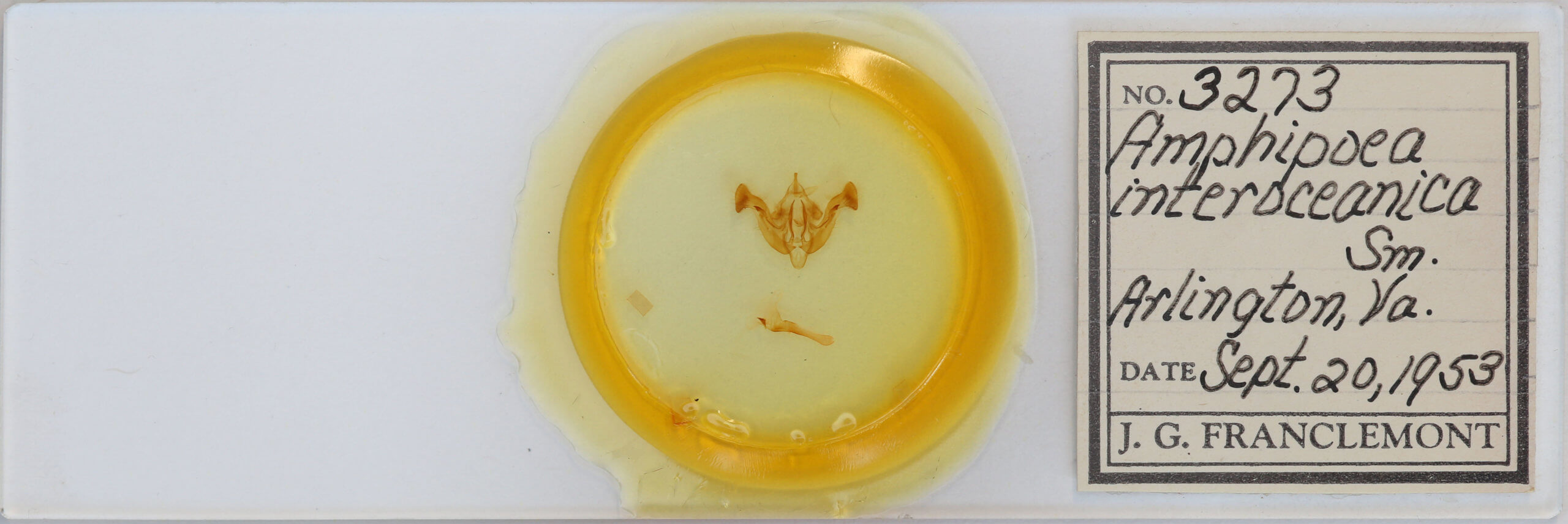 slide view of adult Amphipoea interoceanica