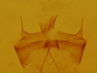 genitalia view of adult Plagodis pulveraria japonica