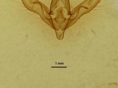 genitalia view of adult Anagrapha falcifera