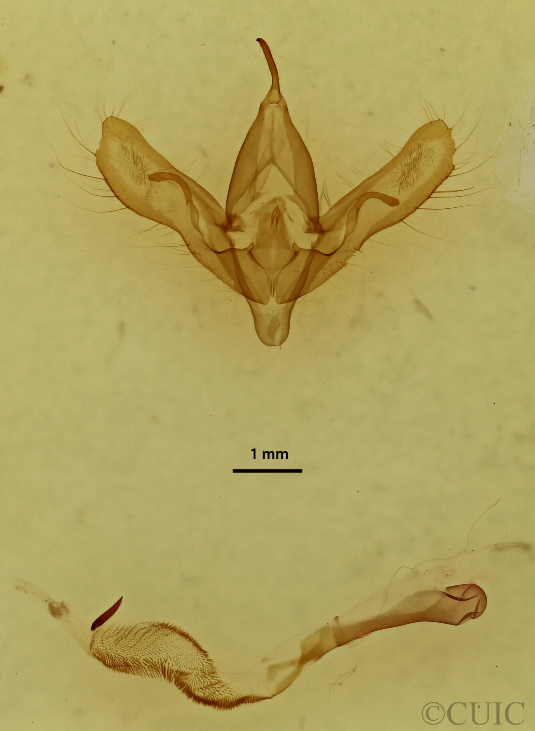 genitalia view of adult Anagrapha falcifera