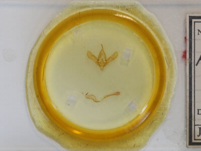 slide view of adult Anagrapha falcifera