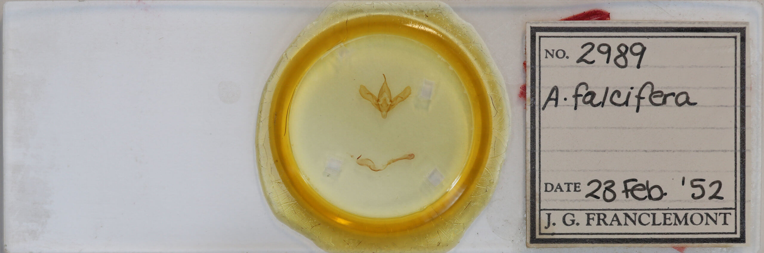 slide view of adult Anagrapha falcifera