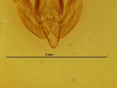 genitalia view of adult Analetia micacea