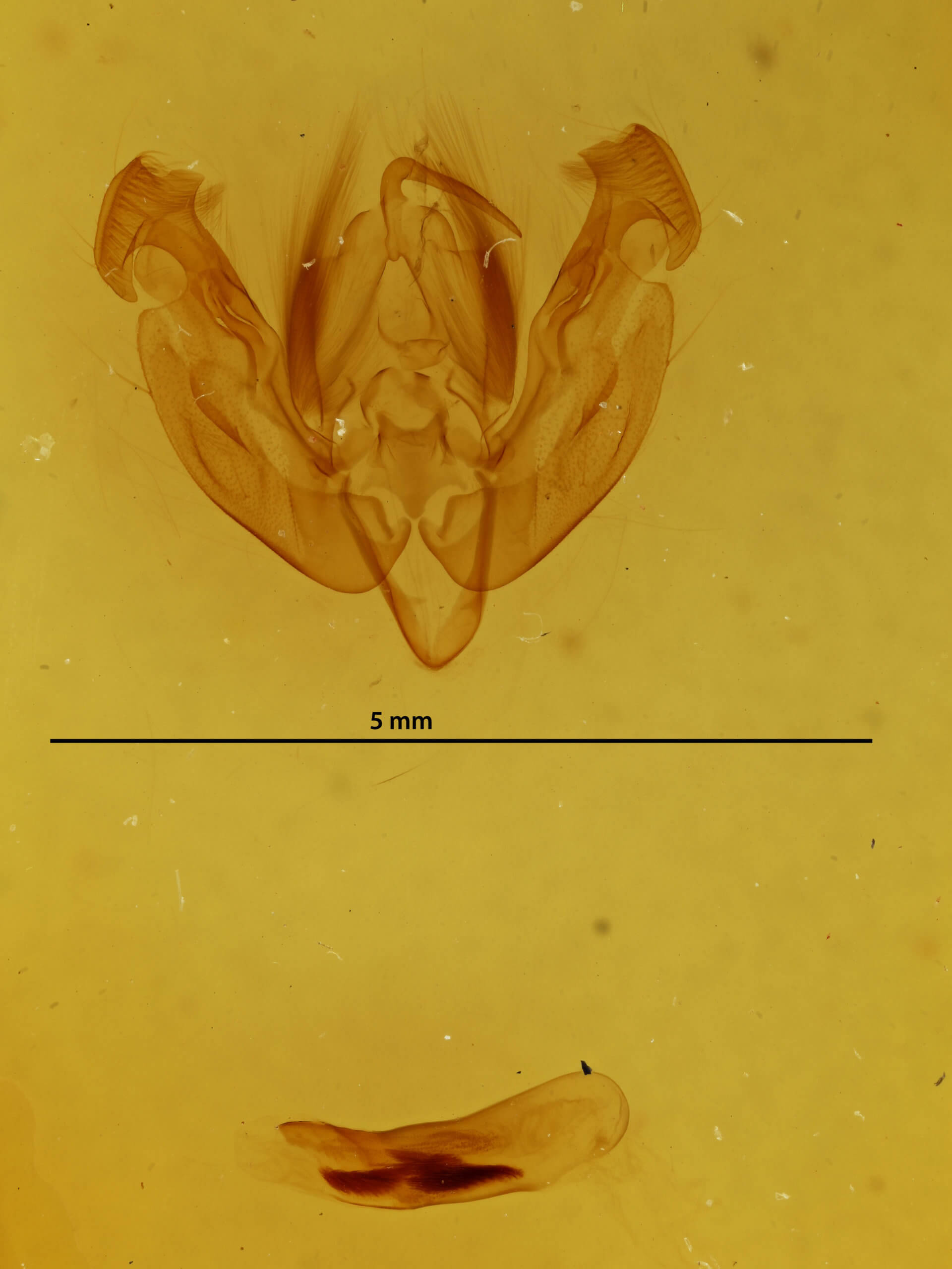 genitalia view of adult Analetia micacea