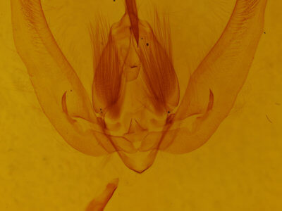 genitalia view of adult Ancana cebea