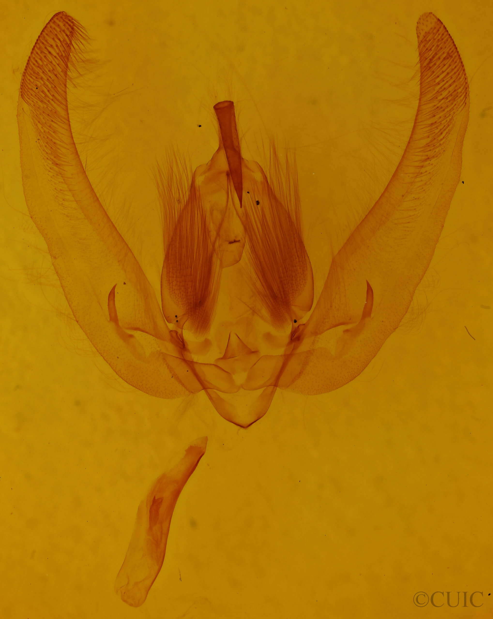 genitalia view of adult Ancana cebea