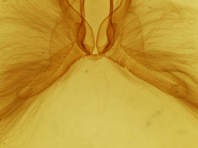 genitalia view of adult Anomis