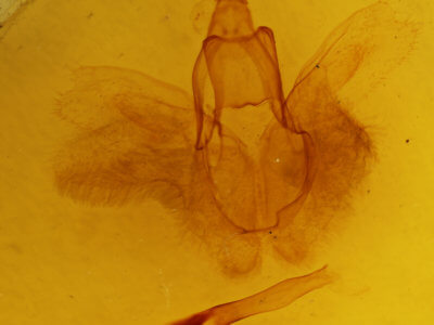genitalia view of adult Rusicada privata