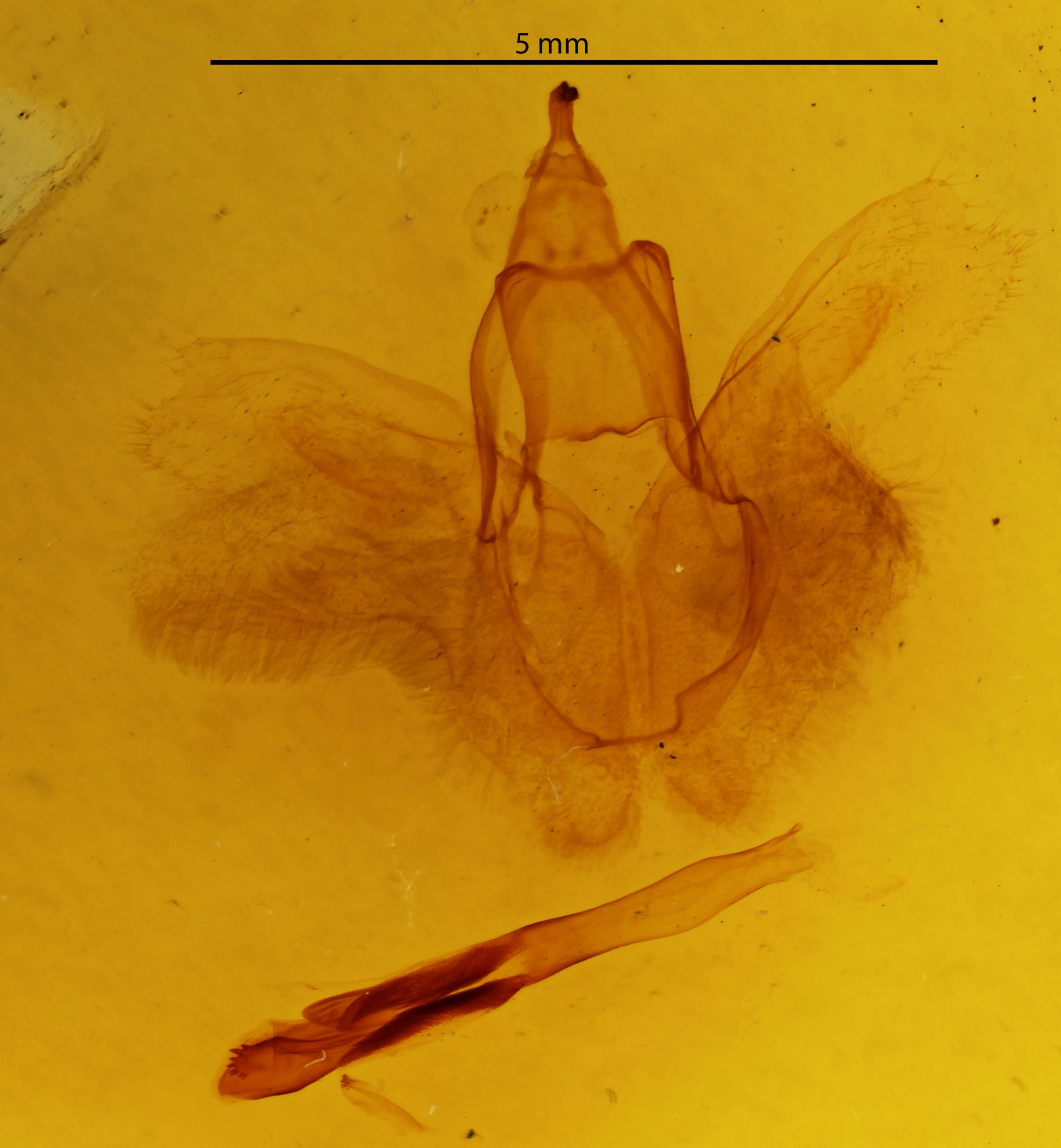 genitalia view of adult Rusicada privata