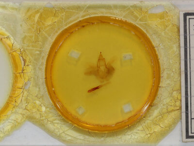 slide view of adult Rusicada privata