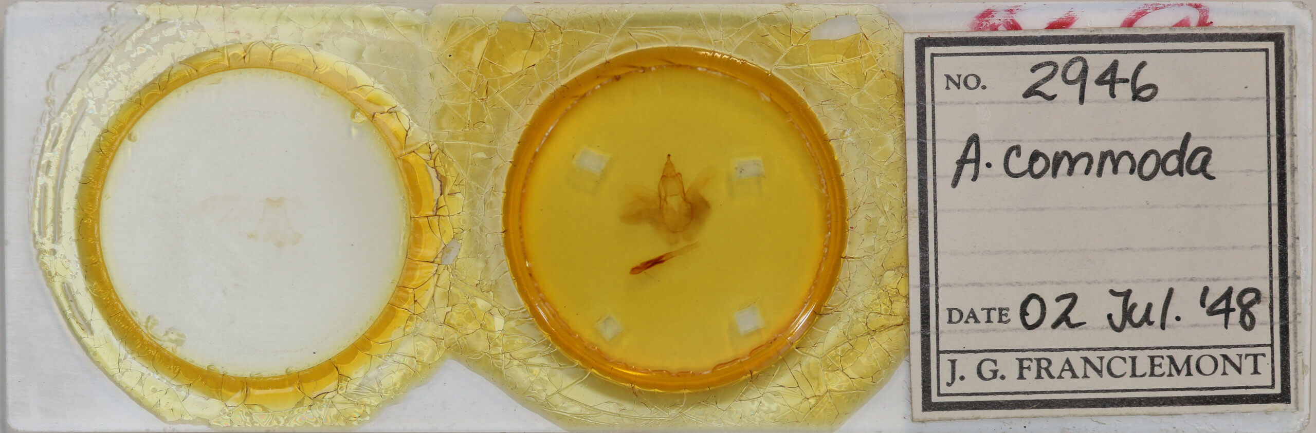 slide view of adult Rusicada privata