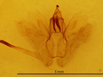 genitalia view of adult Rusicada privata