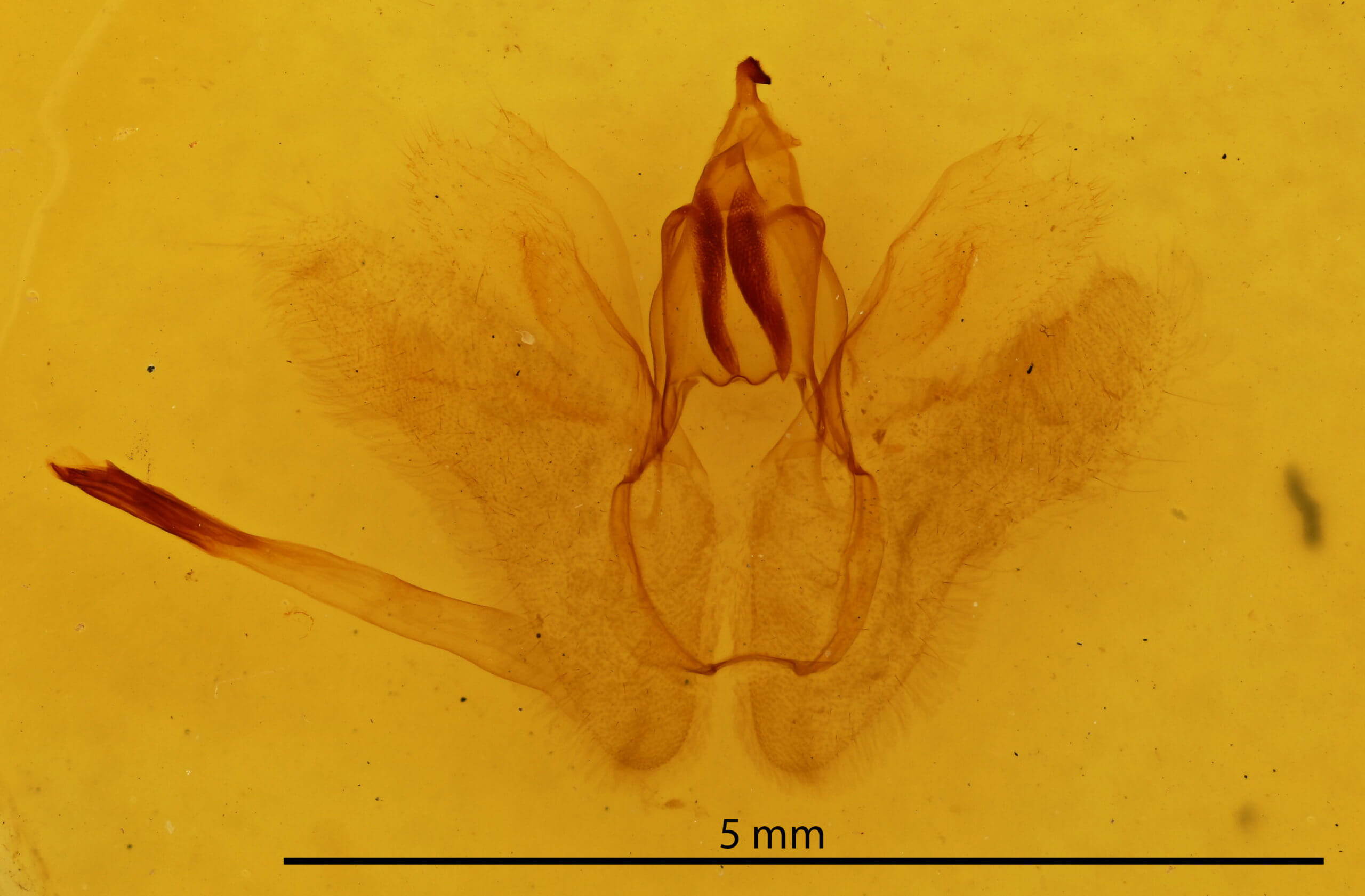 genitalia view of adult Rusicada privata