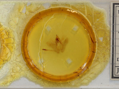 slide view of adult Rusicada privata