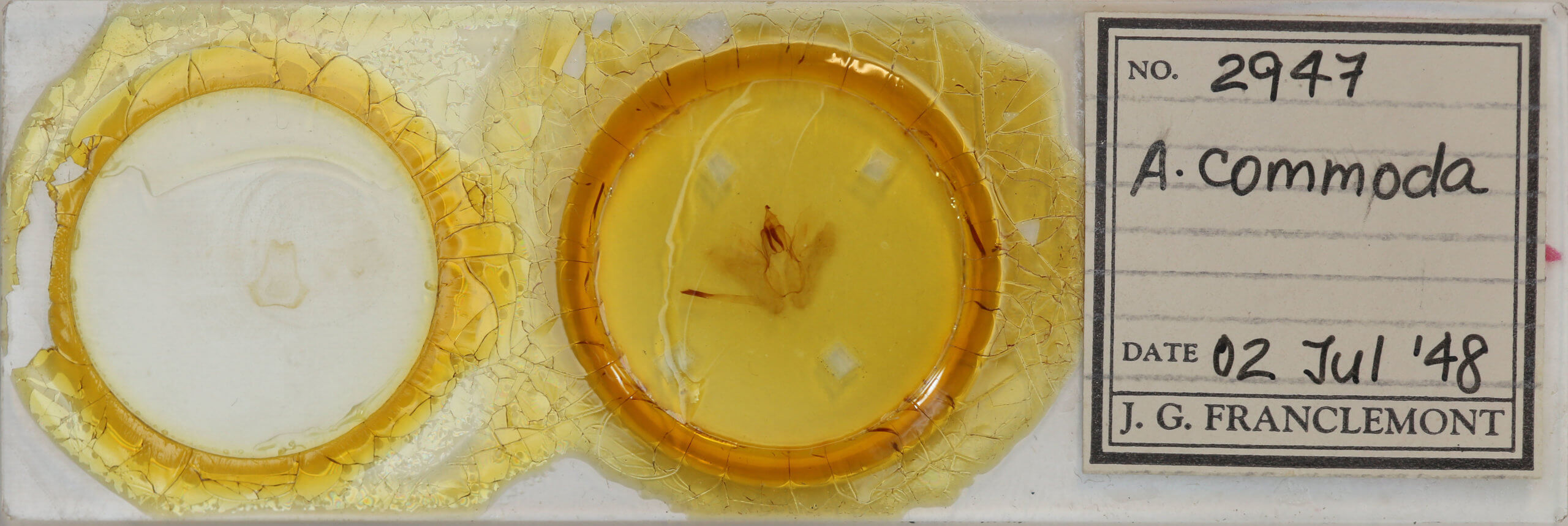 slide view of adult Rusicada privata