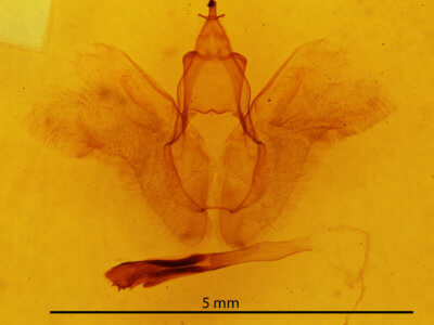 genitalia view of adult Rusicada privata