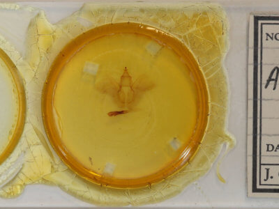 slide view of adult Rusicada privata