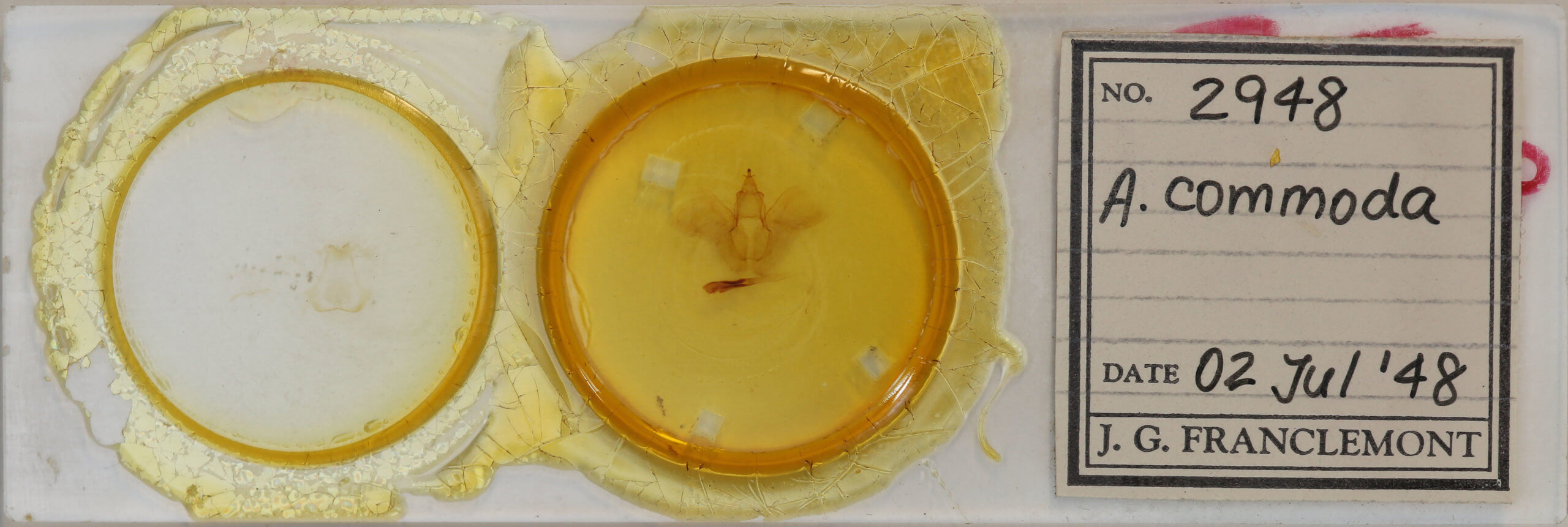 slide view of adult Rusicada privata