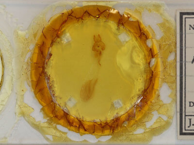 slide view of adult Rusicada privata