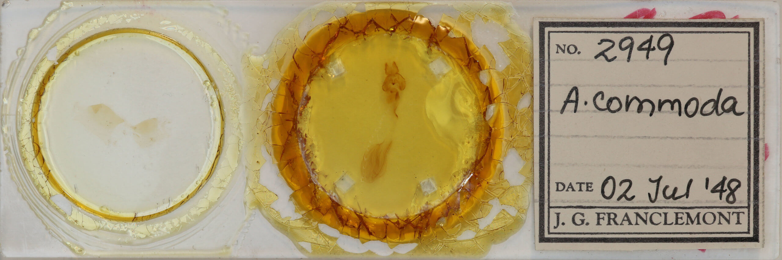 slide view of adult Rusicada privata