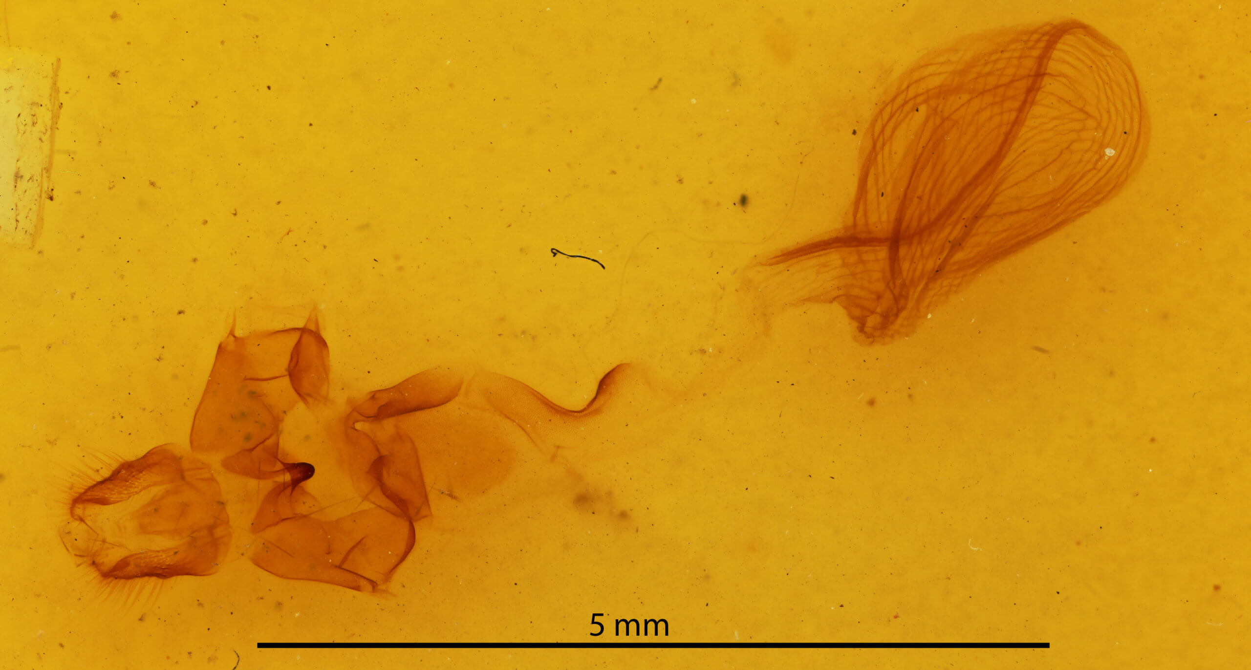 genitalia view of adult Rusicada privata