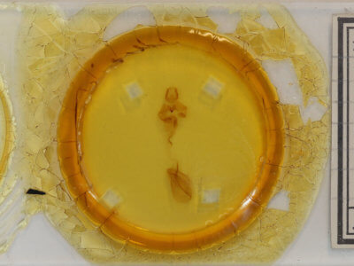 slide view of adult Rusicada privata