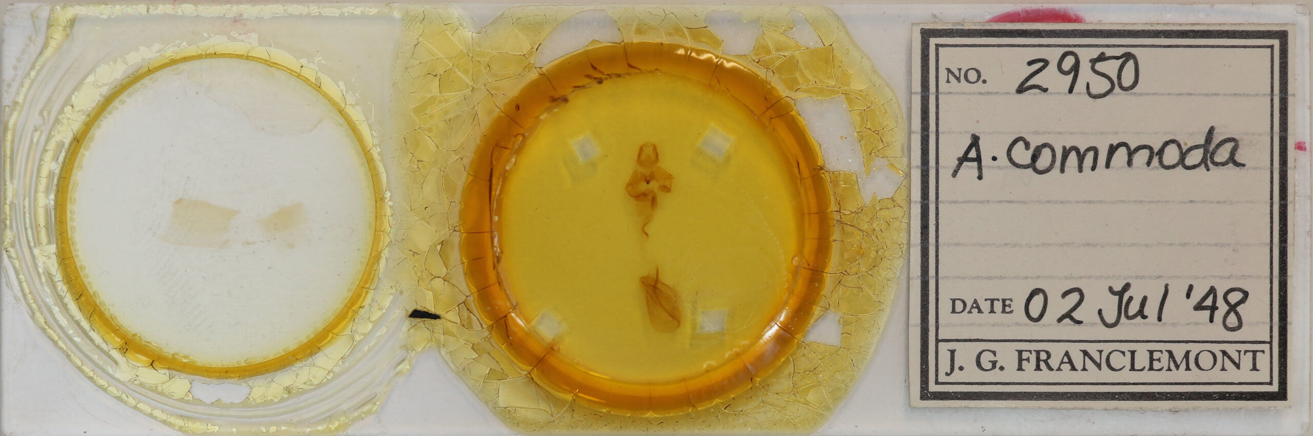 slide view of adult Rusicada privata