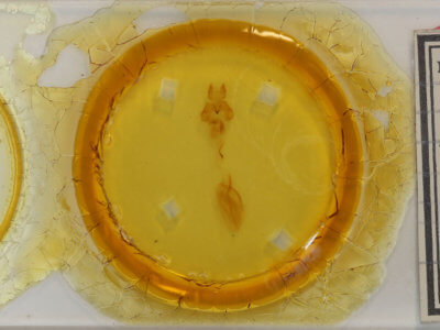 slide view of adult Rusicada privata