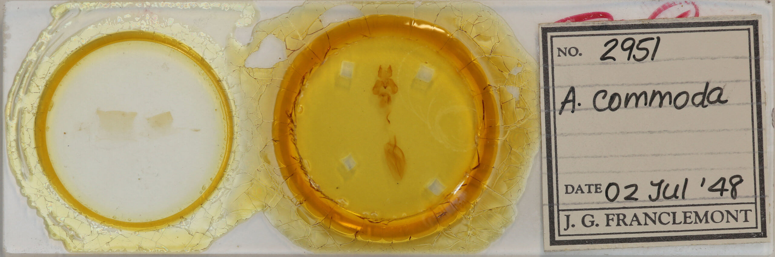 slide view of adult Rusicada privata